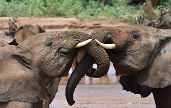 Two juvenile elephants greet each other in Samburu National Reserve in Kenya